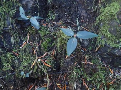 Chimaphila menziesii, photographed by Lindsey K. Wise