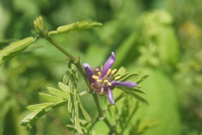 Porlieria angustifolia, photographed by Center for Urban Ecology
