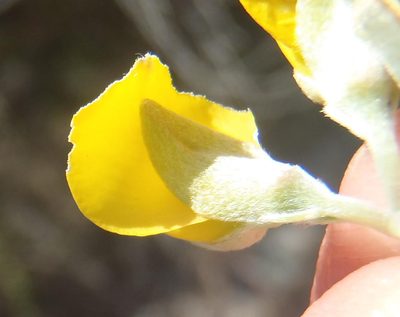 Argyrolobium incanum, photographed by Nicola van Berkel