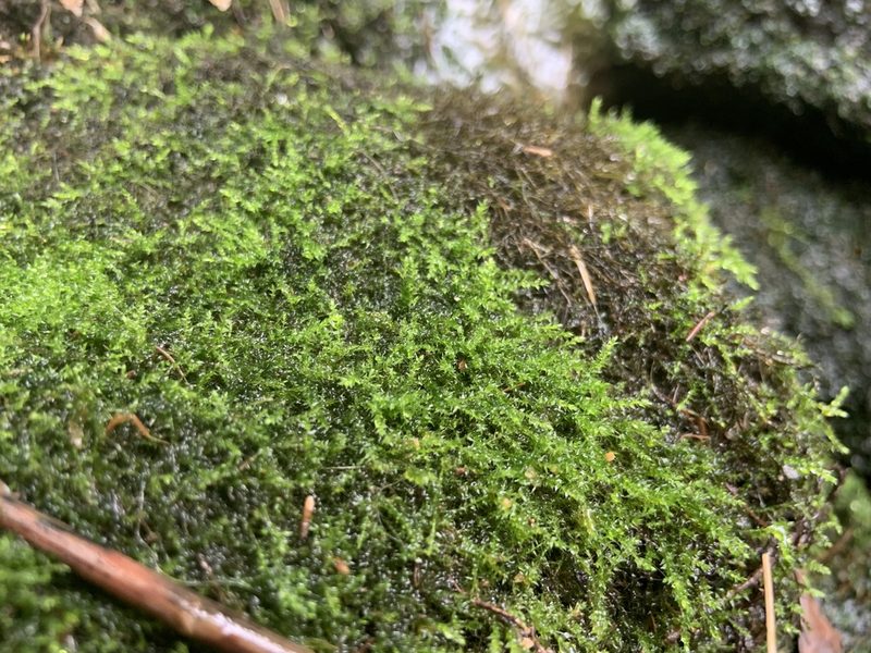 Hygroamblystegium humile, photographed by geosesarma