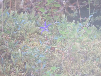 Campanula aurita, photographed by Erin Springinotic