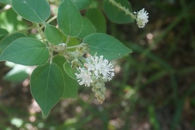 Croton ciliatoglandulifer, photographed by Center for Urban Ecology