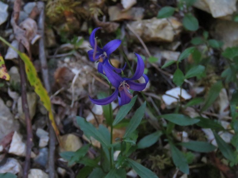 Campanula aurita, photographed by Erin Springinotic