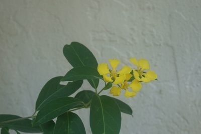Callaeum macropterum, photographed by Center for Urban Ecology