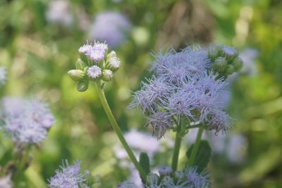 Conoclinium betonicifolium, photographed by Center for Urban Ecology