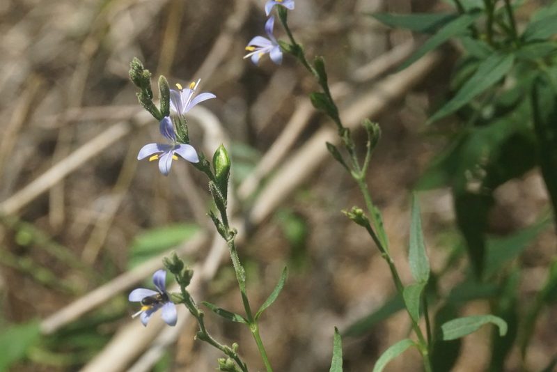 Carlowrightia parviflora, photographed by Center for Urban Ecology