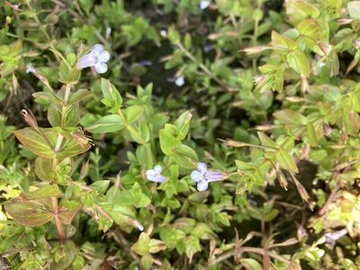 Lindernia dubia, photographed by Shawn Severance