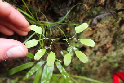 Lygodium articulatum, photographed by Oscar Dove