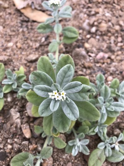 Euploca ovalifolia, photographed by rosshawkins