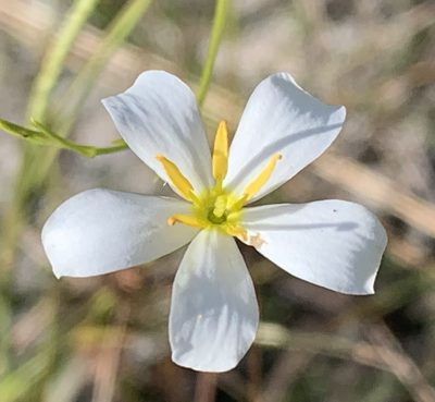 Sabatia brevifolia, photographed by natalie