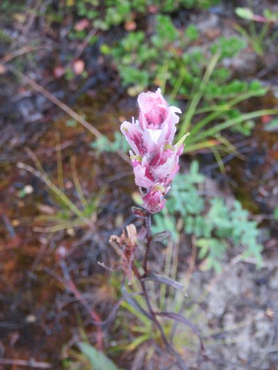 Castilleja raupii, photographed by Erin Springinotic
