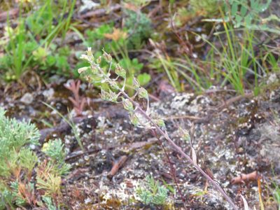 Anticlea elegans, photographed by Erin Springinotic