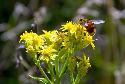 Oreochrysum parryi, photographed by Paul Asman