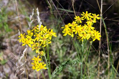 Packera fendleri, photographed by Paul Asman
