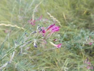 Astragalus varius, photographed by Мария Ткаченко