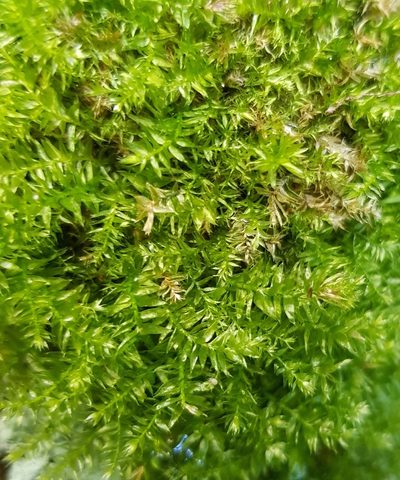 Plagiothecium nemorale, photographed by Helen Waterman