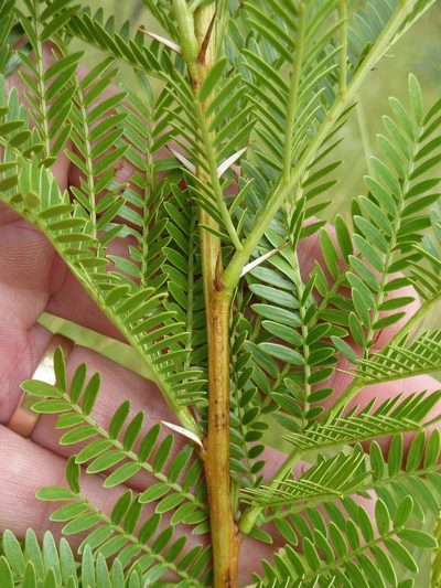 Vachellia ebutsiniorum, photographed by Andrew Hankey