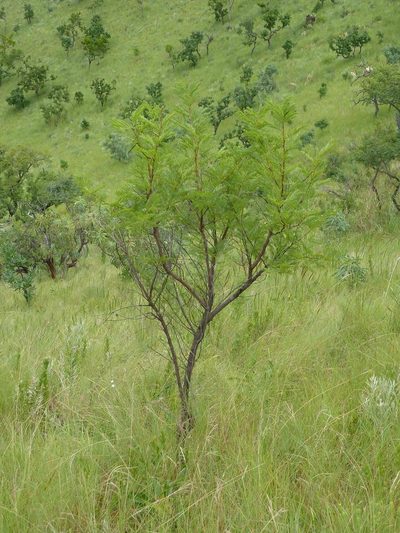 Vachellia ebutsiniorum, photographed by Andrew Hankey
