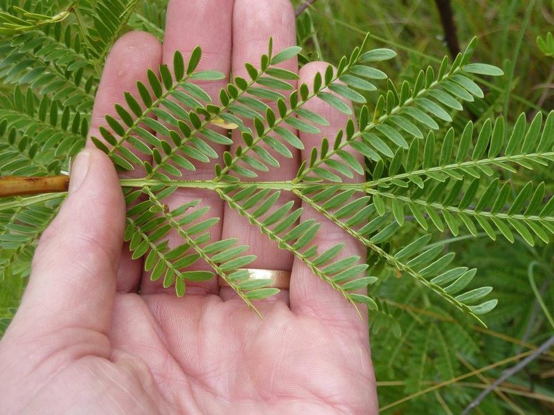 Vachellia ebutsiniorum, photographed by Andrew Hankey