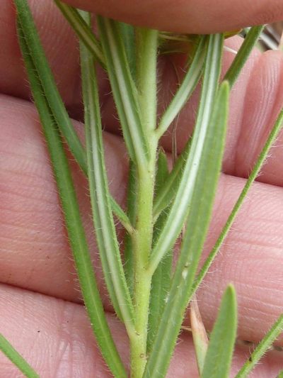 Aspidoglossum ovalifolium, photographed by Andrew Hankey