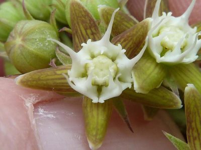Aspidoglossum ovalifolium, photographed by Andrew Hankey