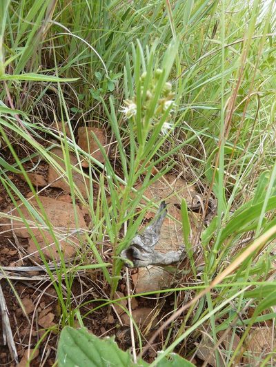 Aspidoglossum ovalifolium, photographed by Andrew Hankey