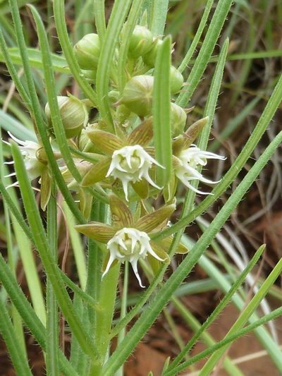 Aspidoglossum ovalifolium, photographed by Andrew Hankey