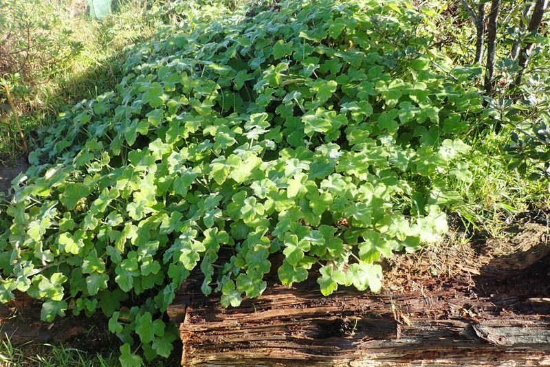 Pelargonium tomentosum, photographed by Oscar Dove