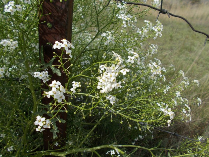 Crambe aspera, photographed by Мария Ткаченко