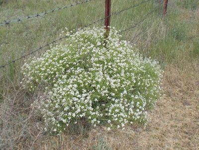 Crambe aspera, photographed by Мария Ткаченко