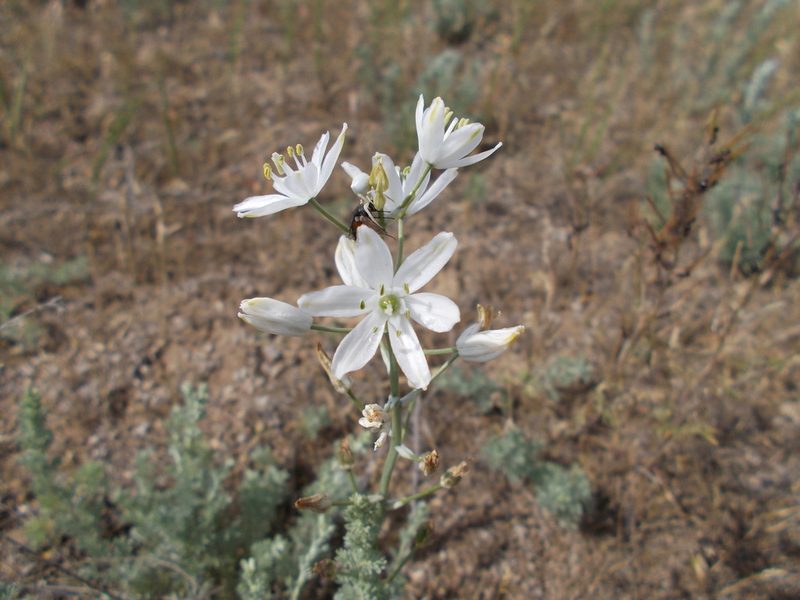 Loncomelos fischerianum, photographed by Мария Ткаченко