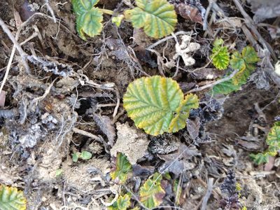Rubus geoides, photographed by Pablo