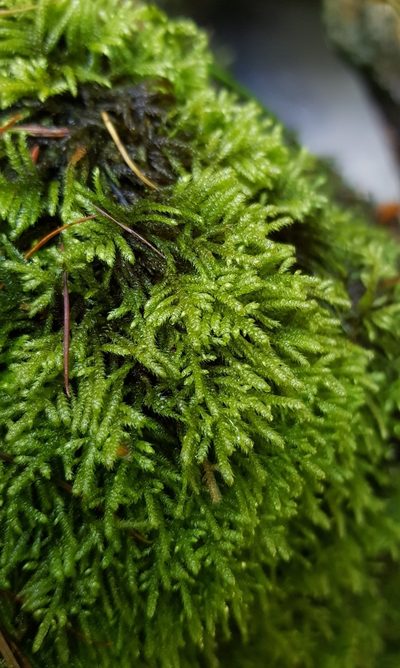 Hyocomium armoricum, photographed by Helen Waterman