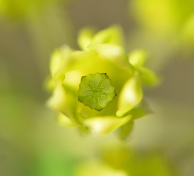 Asclepias pedicellata, photographed by natalie