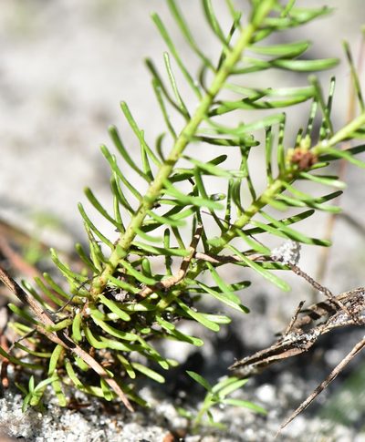 Euphorbia polyphylla, photographed by natalie