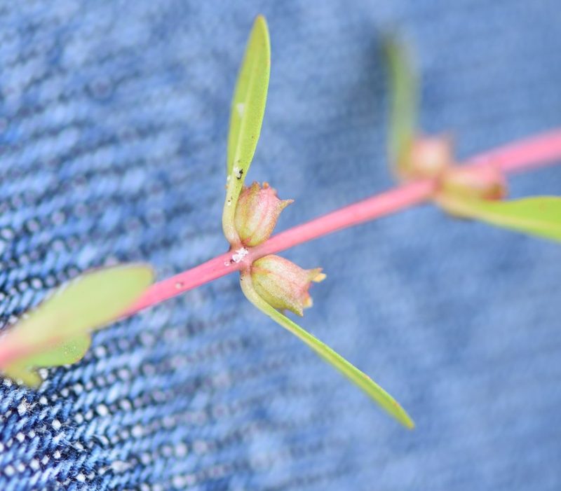 Rotala ramosior, photographed by natalie