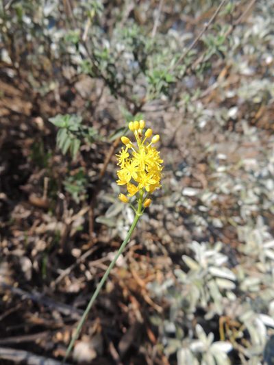 Bulbinella divaginata, photographed by Jacques van der Merwe