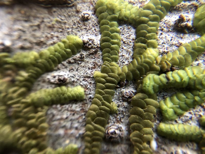 Spruceanthus olivaceus, photographed by Michael Gemmell