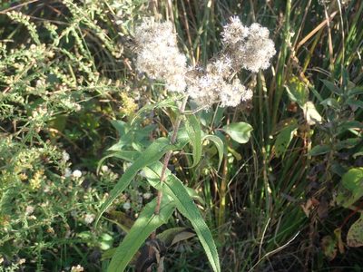 Eupatorium perfoliatum, photographed by Lynn Harper
