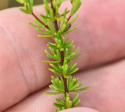 Hypericum tenuifolium, photographed by natalie