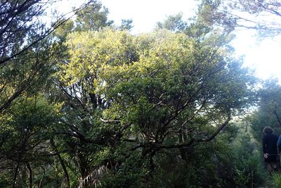 Coprosma arborea, photographed by Oscar Dove