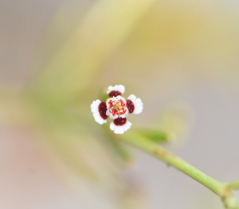 Euphorbia polyphylla, photographed by natalie