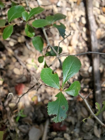 Crataegus tracyi, photographed by WCD Staff