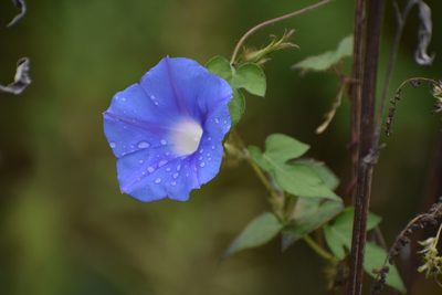 Ipomoea hederacea