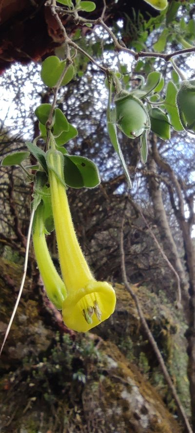 Salpichroa glandulosa, photographed by Santiago Martín-Bravo