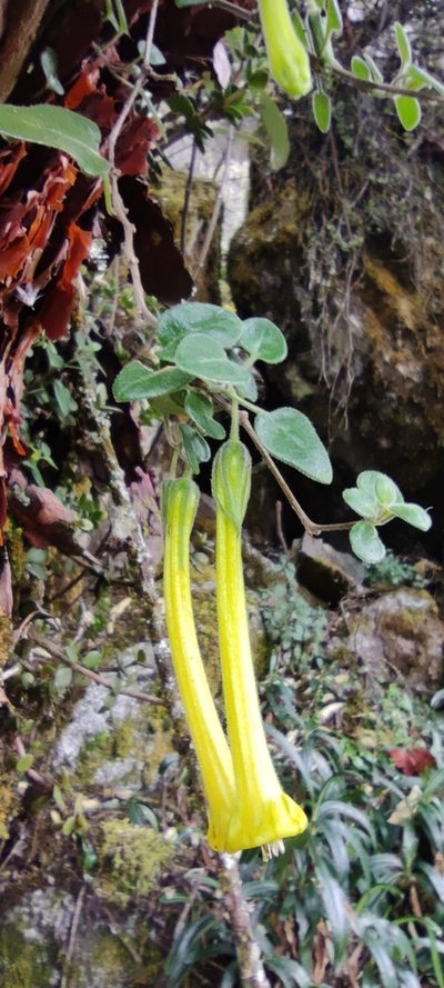 Salpichroa glandulosa, photographed by Santiago Martín-Bravo