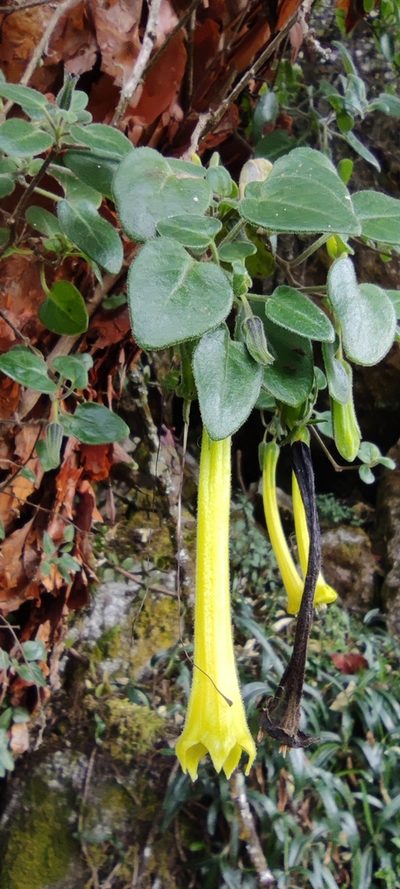 Salpichroa glandulosa, photographed by Santiago Martín-Bravo