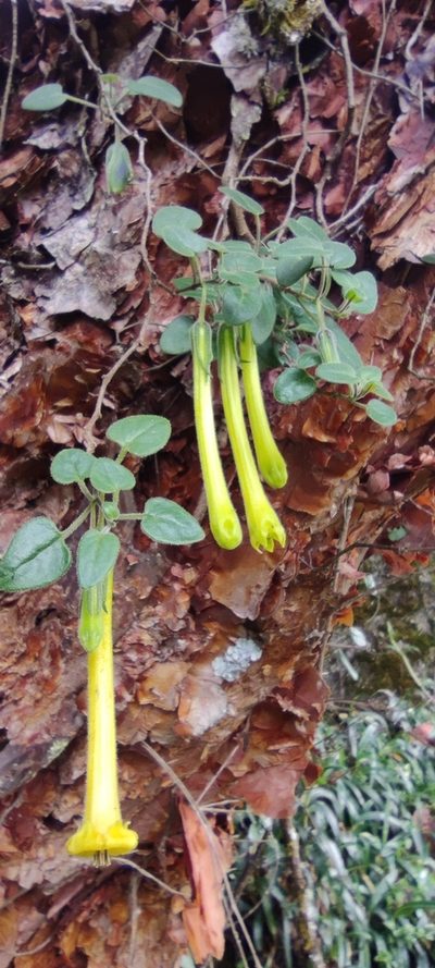Salpichroa glandulosa, photographed by Santiago Martín-Bravo