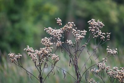 Vernonia gigantea, photographed by vrschmalhofer