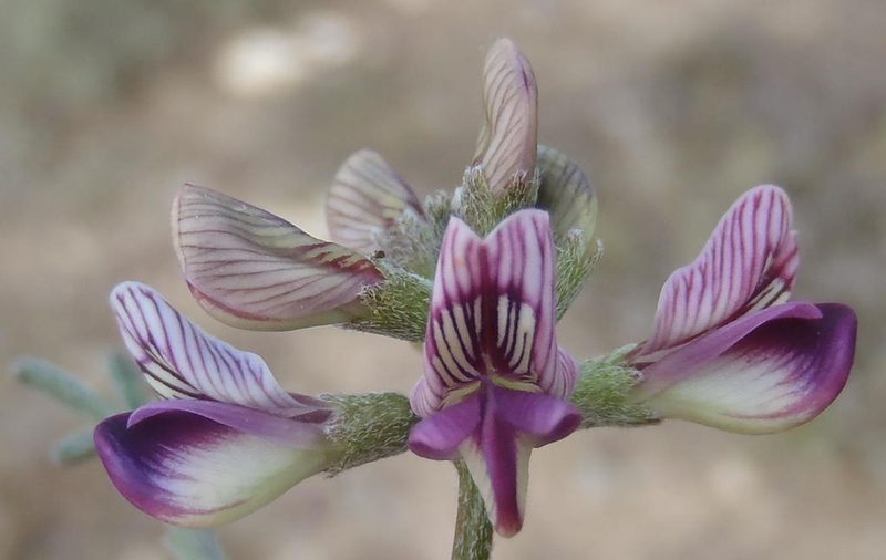 Lessertia annularis, photographed by Nicola van Berkel